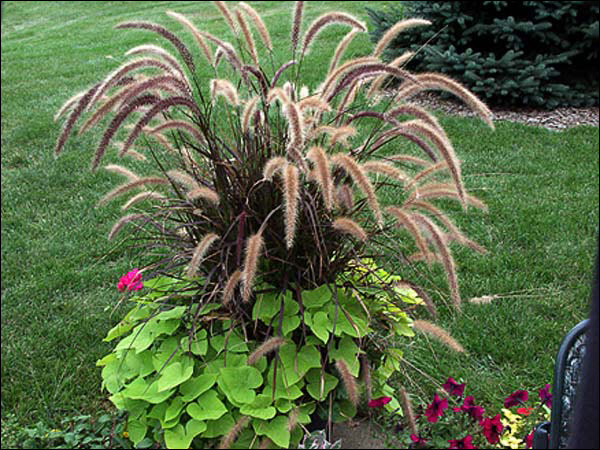 Purple Fountain Grass (Pennisetum setaceum) 
A 14-16" pot of Pennisetum "Rubrum" and "Margarita" Sweet Potato and a pink Ivy leaf geranium.